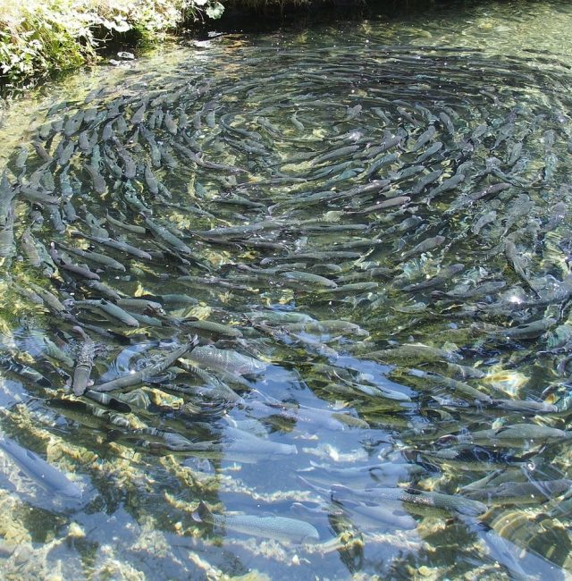 organic fish farming