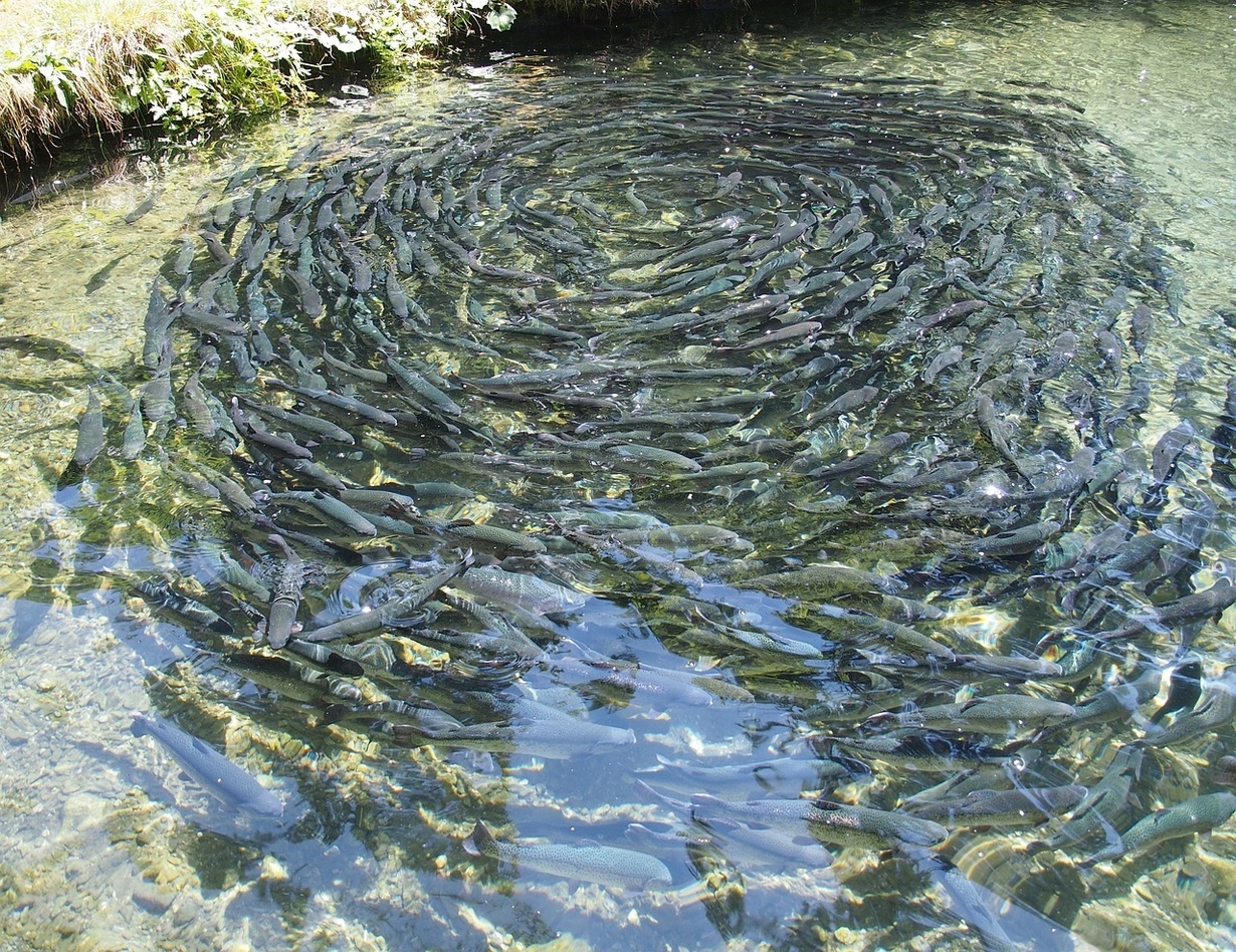 organic fish farming