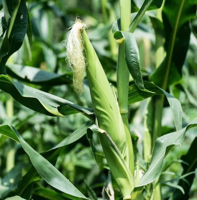 organic maize crops