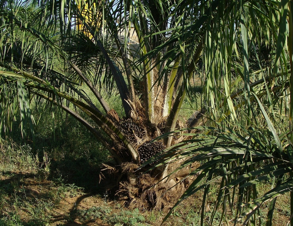 the oil palms