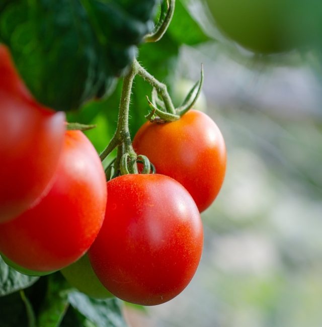 organic tomatoes farm